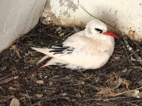 Red Tailed Tropic Bird